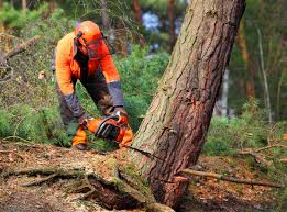 Best Lawn Pest Prevention  in Lake Waccamaw, NC