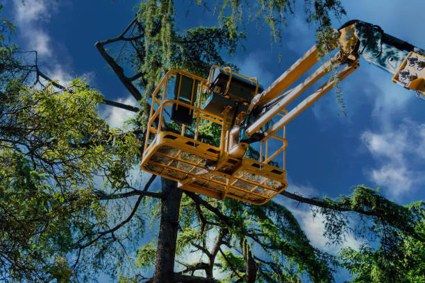 Best Fruit Tree Pruning  in Lake Waccamaw, NC