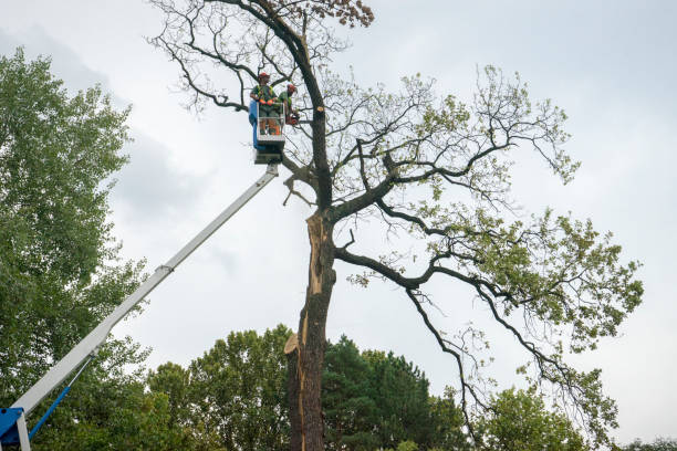 How Our Tree Care Process Works  in  Lake Waccamaw, NC