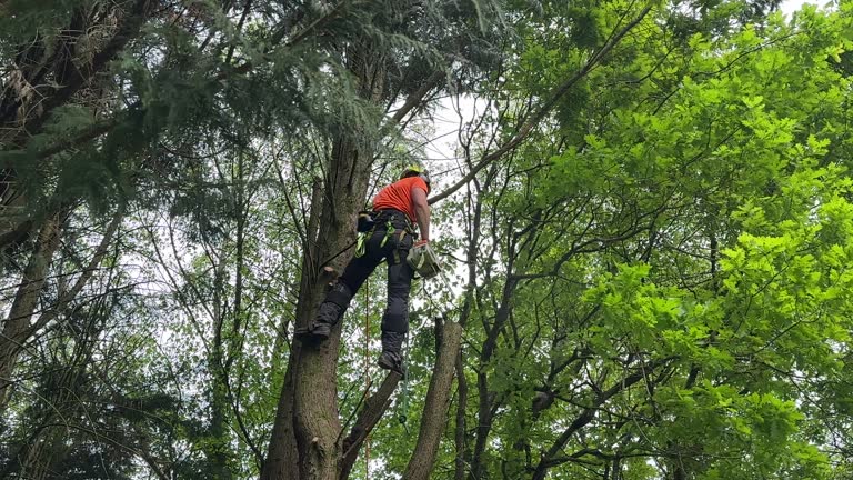 Best Tree Health Inspection  in Lake Waccamaw, NC