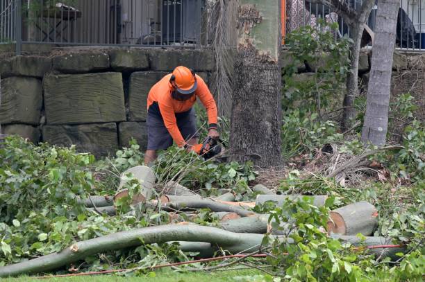 Trusted Lake Waccamaw, NC Tree Removal Experts