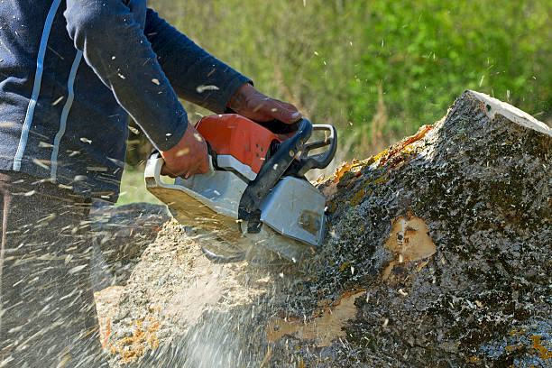 Best Tree Removal  in Lake Waccamaw, NC