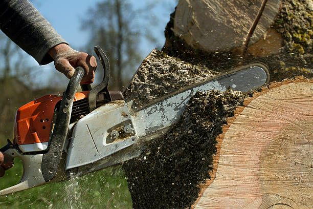 Best Tree Maintenance Programs  in Lake Waccamaw, NC